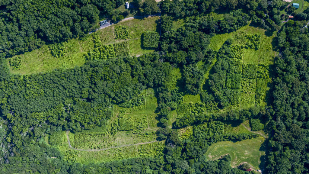 Aerial photo of a green, grassy field with several darker green patches showing the tops of tree plots in BiodiversiTREE