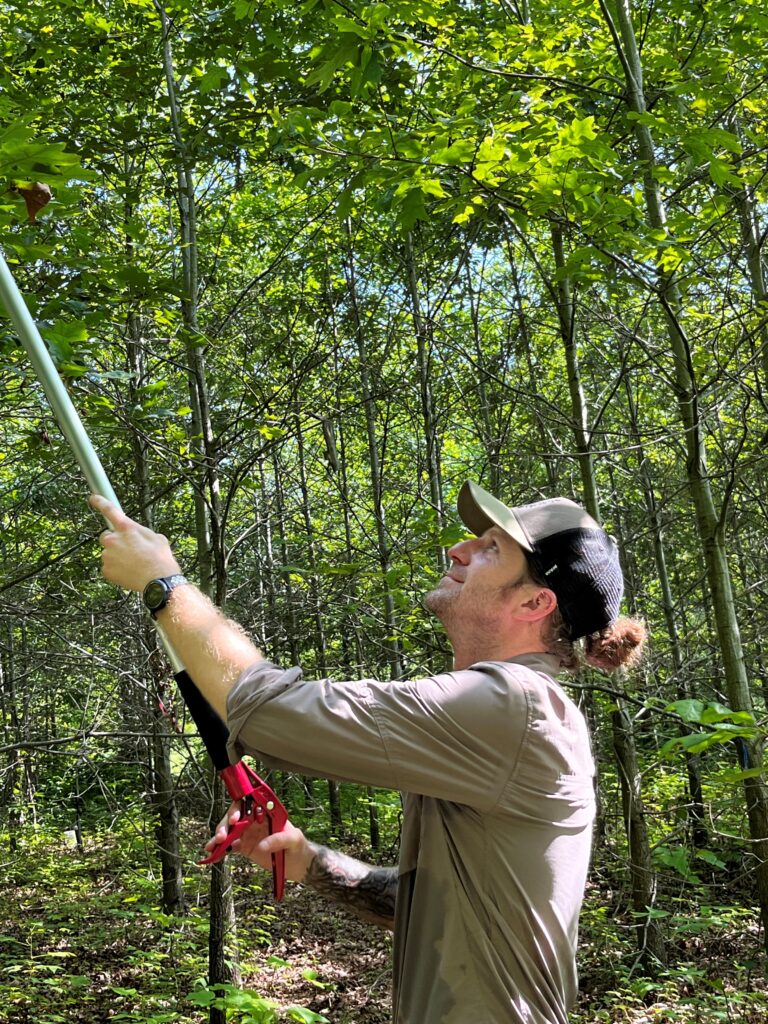 Eric Griffin, wearing a navy cap and beige shirt, holds a long leaf collector while looking up at the forest canopy