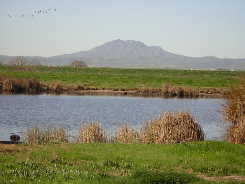 A green wetland with patches of brown reeds and a wide blue creek flowing through the center. A hazy brown mountain rises in the background.