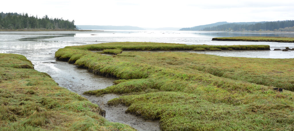 A low-lying green wetland juts out towards an open expanse of water. A clear, narrow stream cuts through the mossy banks.