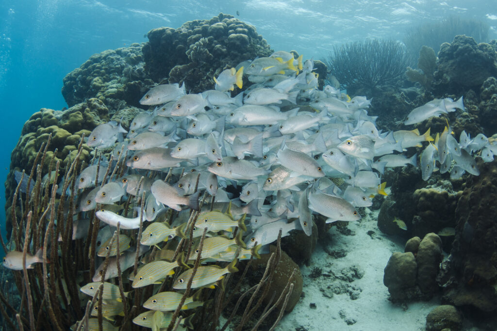 A swarm of yellow fish and silver fish with yellow tailfins swim around a coral reef in a marine protected area