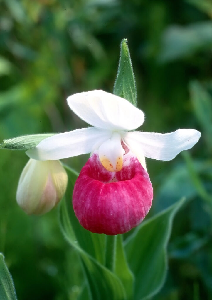 Lady's slipper orchid with five white petals above and behind a bright pink lip shaped like a shoe.