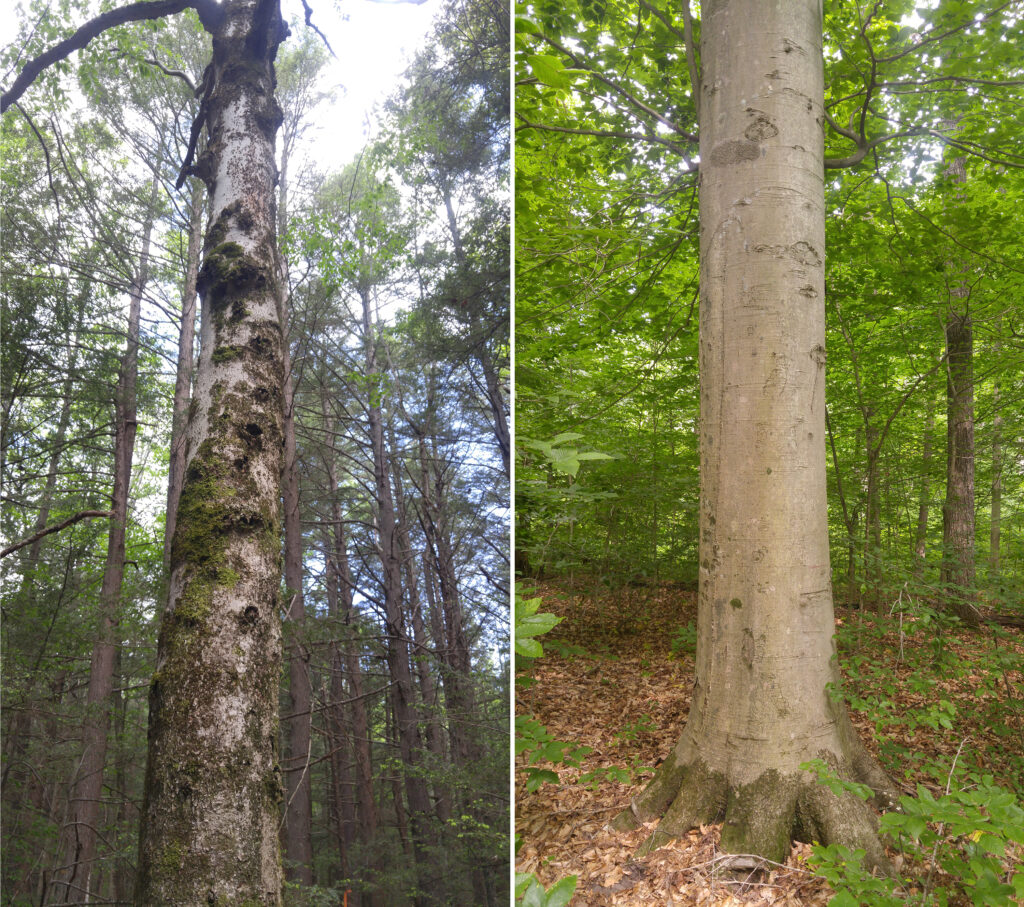Two side-by-side images of beech trees. The one on the left is pale gray, with deep holes in its bark and pinkish-red splotches. The one on the left has smooth, brownish-gray bark free of deep holes.