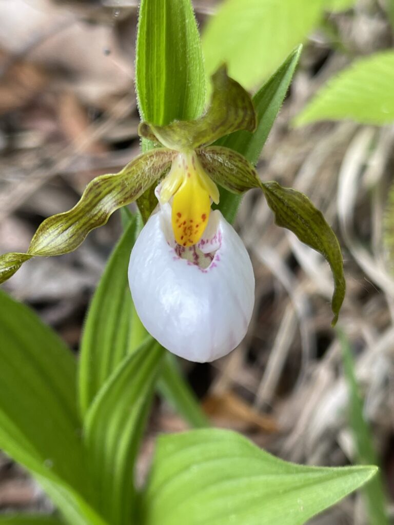 Lady's slipper orchid with four green petals with purple stripes, one yellow petal and a white lip shaped like a shoe.