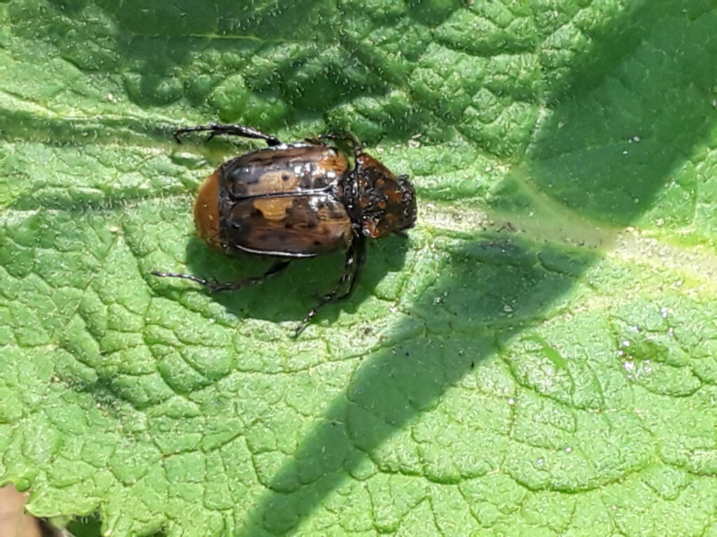 A beetle with dark and light brown spots rests on a green leaf.