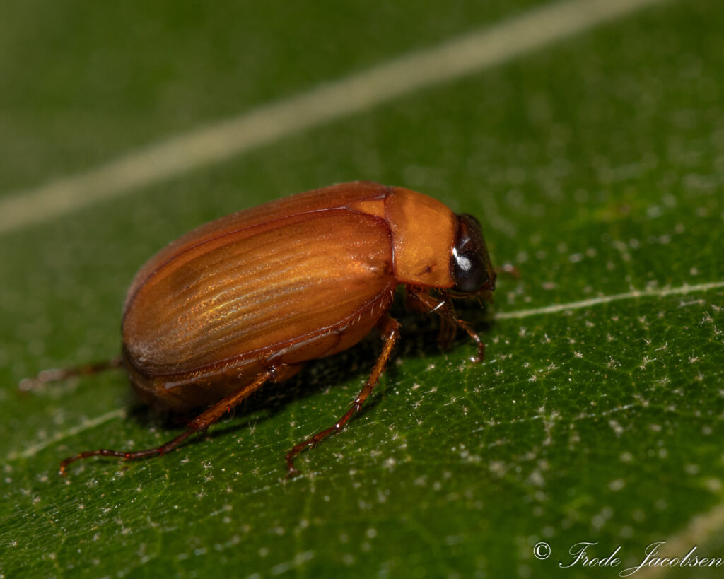 Close-up of a bronze beetle on a green leaf, with dark antennae.