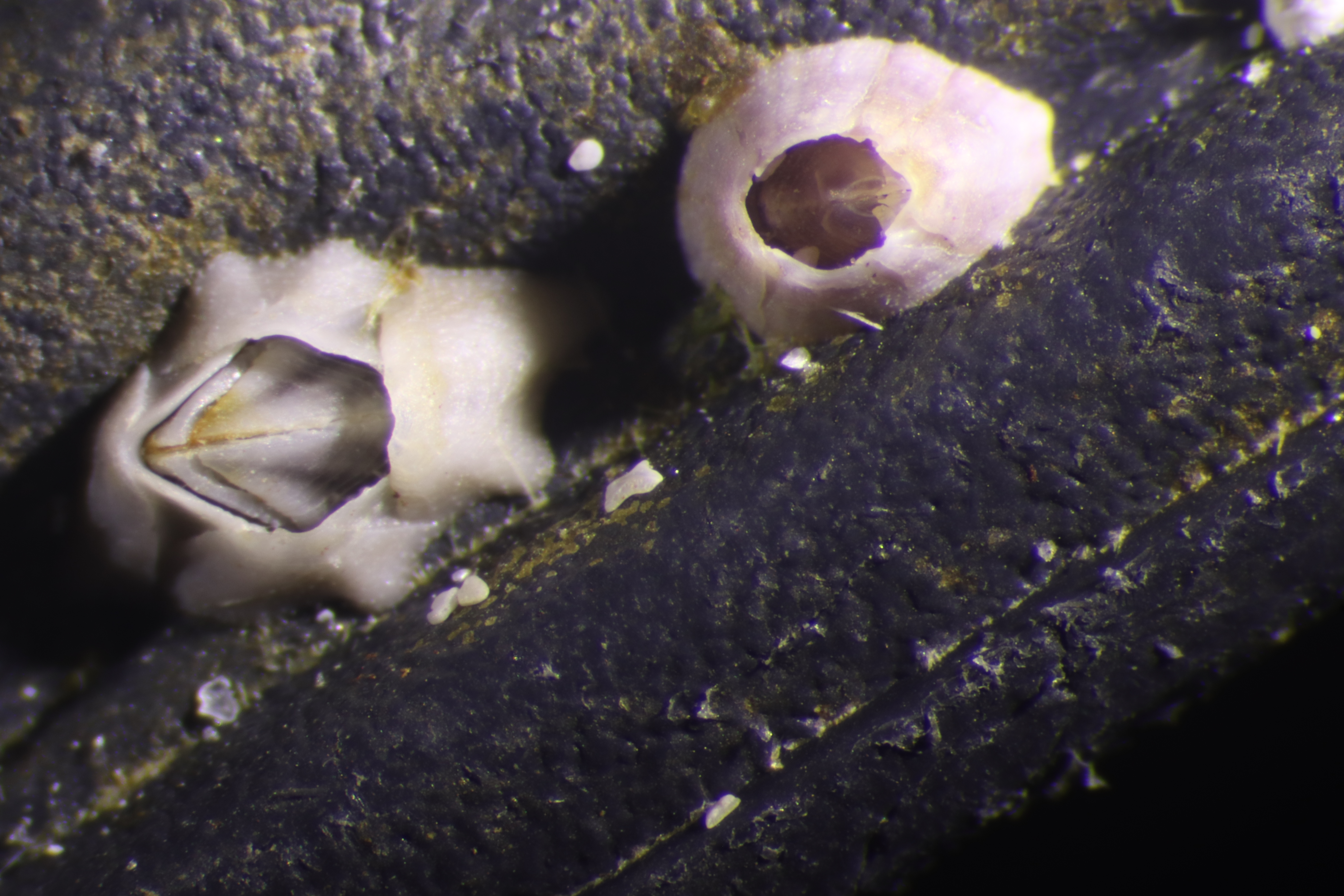 Close-up of a white barnacle and a pink barnacle clinging to a black piece of debris.