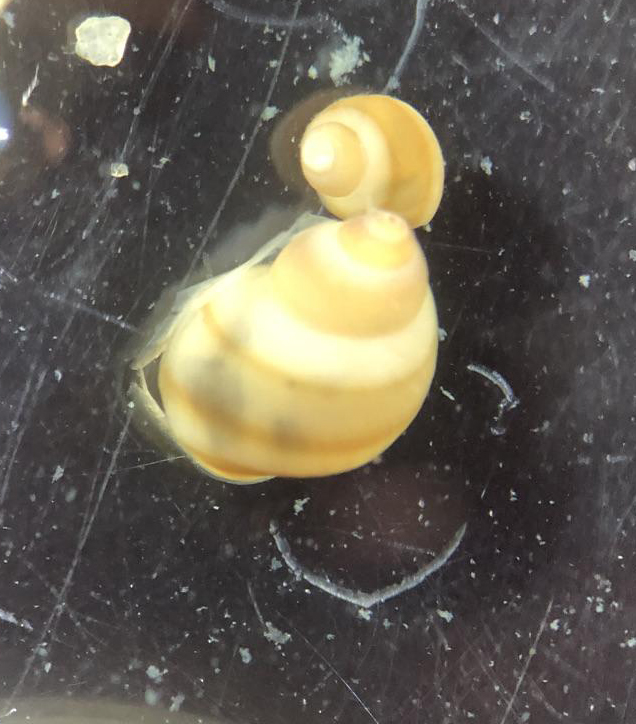 Closeup of two snail shells, one much smaller than the other, against a black background
