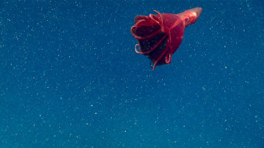 A red octopus drifts in a blue ocean with white particles.