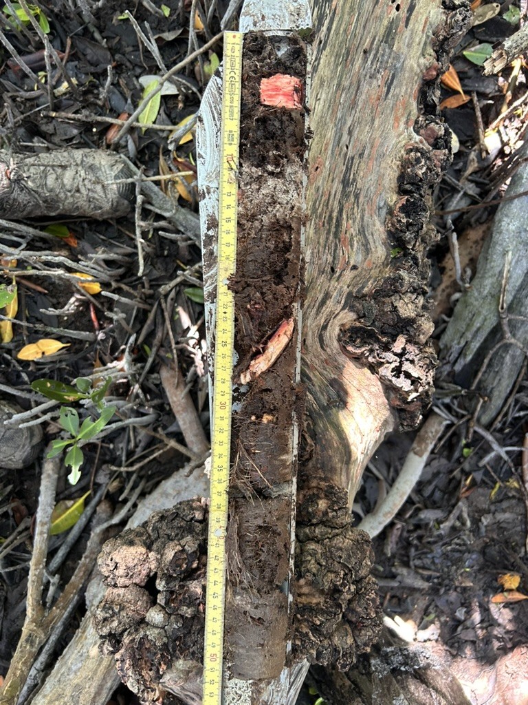 Mangrove sediment core being measured