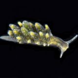 Translucent yellow sea slug on black background