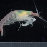 Glassy shrimp on black background