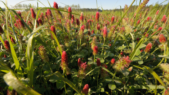 Crimson clover plants with red flowers