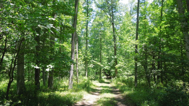 Trail surrounded by forest