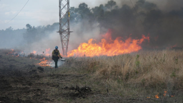 A firefighter carries a drip torch during a prescribed fire.