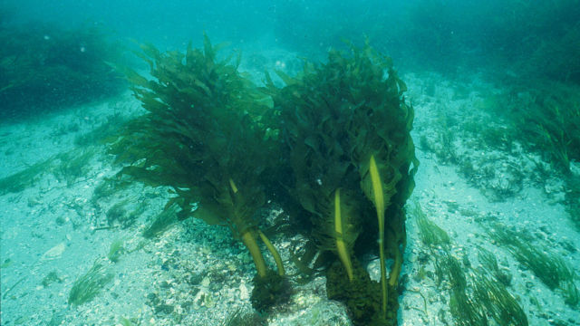Brown kelp underwater
