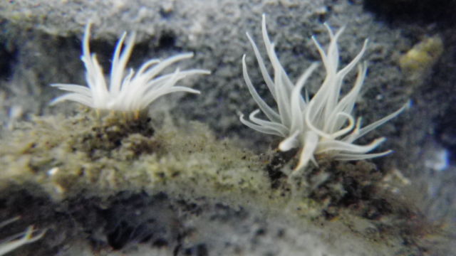 two white anemones
