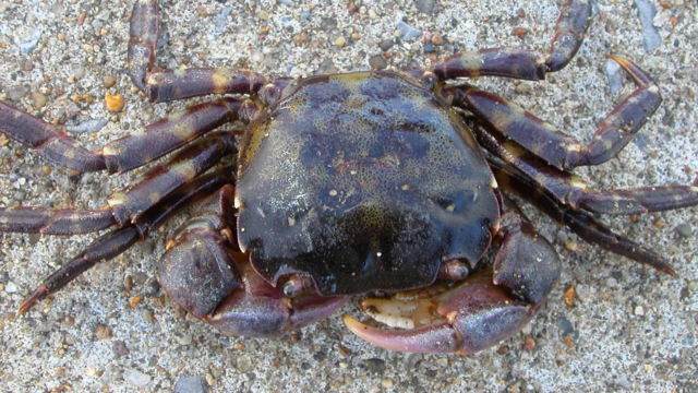Dark brown crab on rocky surface