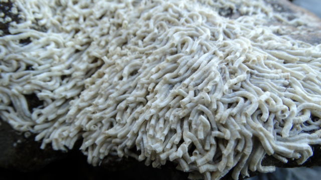 white marine tub worms