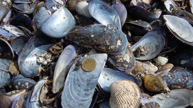 Photo of blue Mediterranean mussels, with coin for scale.