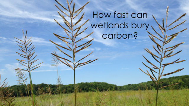 Wetland with tall blades of cordgrass growing out of the soil. Text: How fast can wetlands bury carbon?