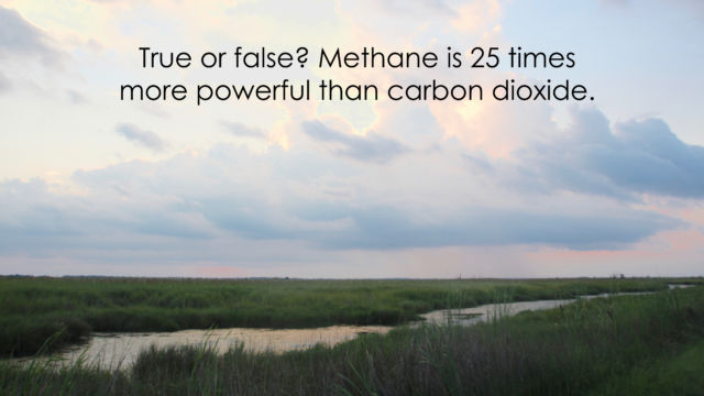 Louisiana salt marsh under a pink, clouded sky. Text: True or false? Methane is 25 times more powerful than carbon dioxide.