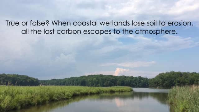 River surrounded on both sides by wetland. Text: True or false? When coastal wetlands lose soil to erosion, all the lost carbon escapes to the atmosphere.