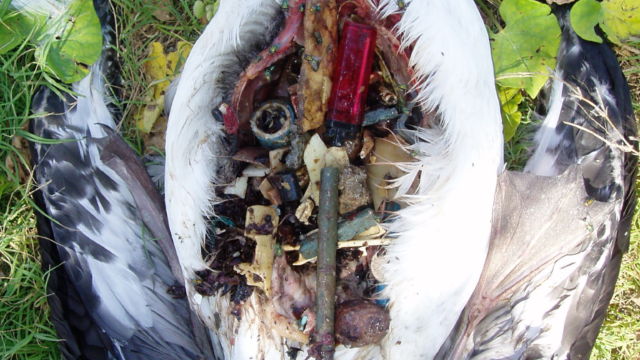 An organism that ingests plastic accidentally, often mistaking plastic for one of its natural foods. The Laysan albatross has become a poster-child plastivore: These birds pick up plastic as they search the water's surface for food—food which they often feed to their chicks. While adults can vomit up the plastic, baby chicks can't, so it remains trapped in their stomachs. (Credit: Claire Fackler/NOAA) Dead albatross with stomach open, showing various plastic materials inside.